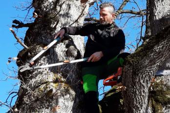 Leidenschaft mit Bäumen Leidenschaft mit Bäumen